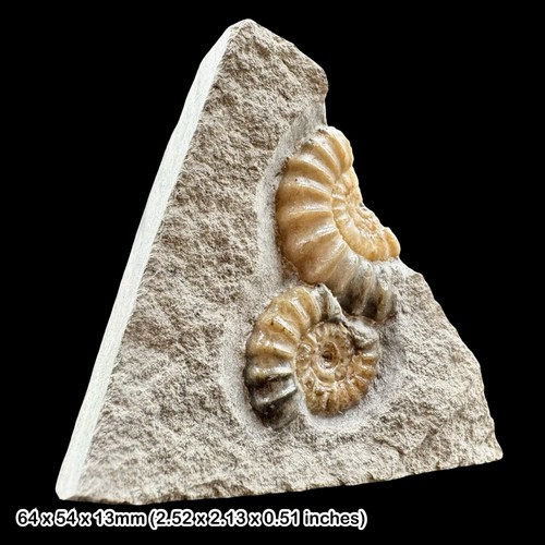 Double promicroceras calcite - promicroceras,
