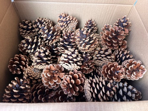 Air dried pine fir - dried, cones
