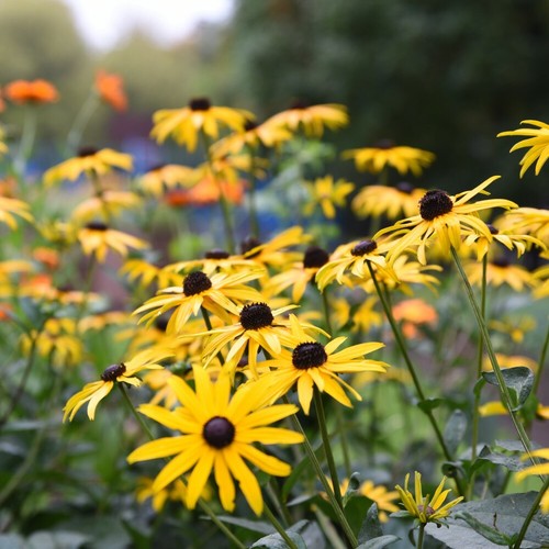Rudbeckia hardy perennial - rudbeckia,