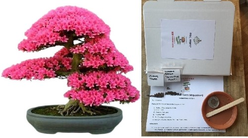Grow your own bonsai starter - your,