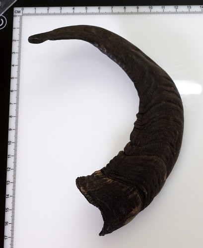 Beautiful goat horn - horn,