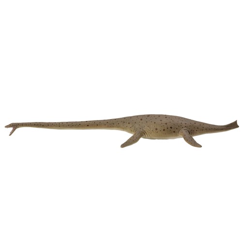 Collecta thalassomedon - collecta,