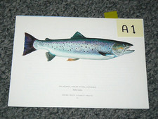SEA TROUT, Karup  River,  Denmark,   Fishing Wall Art Fish Vintage