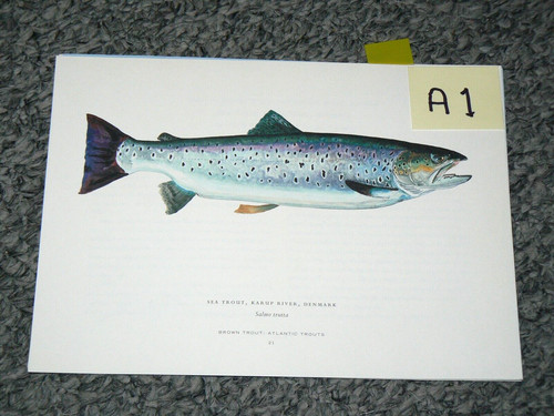 Trout fishing wall - art, fish