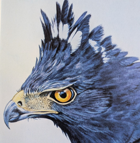 Wildlife art print black - wildlife,