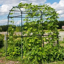 Large Tall Cucumber Trellis