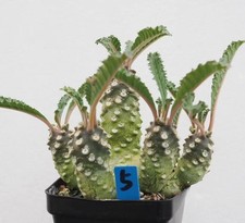 Pot 6.5cm Rare Plant