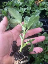 Broad Beans  Large Plug Plants 15 Free UK Postage **video 