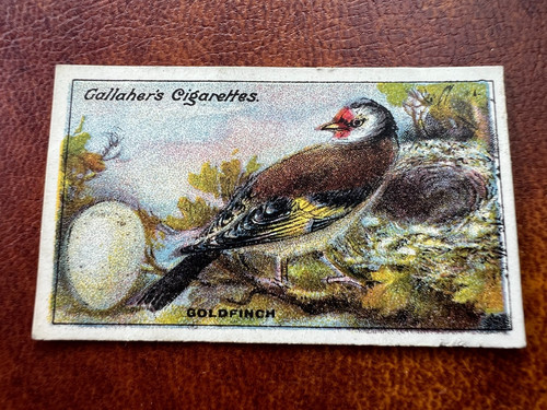 Gallaher birds nests eggs - gallaher,