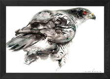 Goshawk framed wall art poster - goshawk,