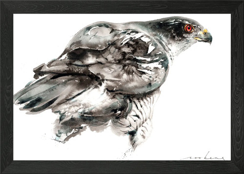 Goshawk framed wall art poster - wall,