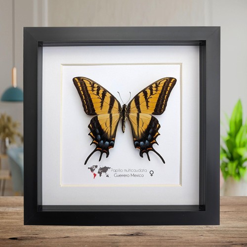 Papilio multicaudata female