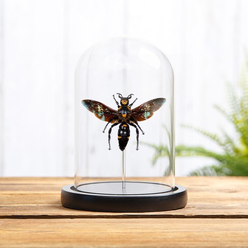 Giant scoliid wasp glass - giant,