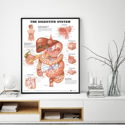 The digestive system - digestive,