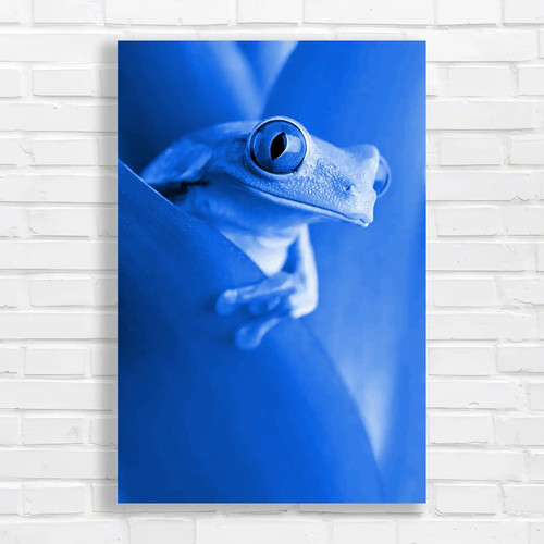 Eye frog closeup - eye, tree