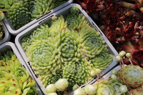 Houseleeks hen chicks - houseleeks, &