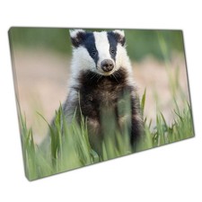 European Badger Canvas Print: Cautious Wildlife Exploration in Grassy Woodland