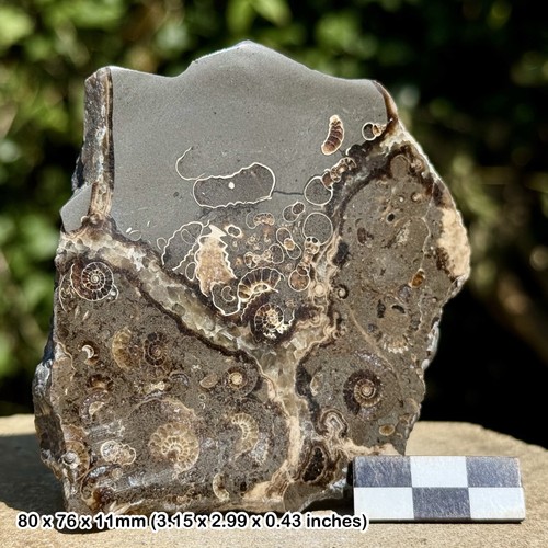 Promicroceras ammonite fossil - promicroceras,