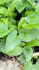 Arum Lilies Well / Zantedeschia Aethiopica Perennial Garden Plants