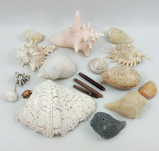 Set of 18 Sea Shells - Conch