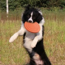 Dog Training Soft thin Frisbee