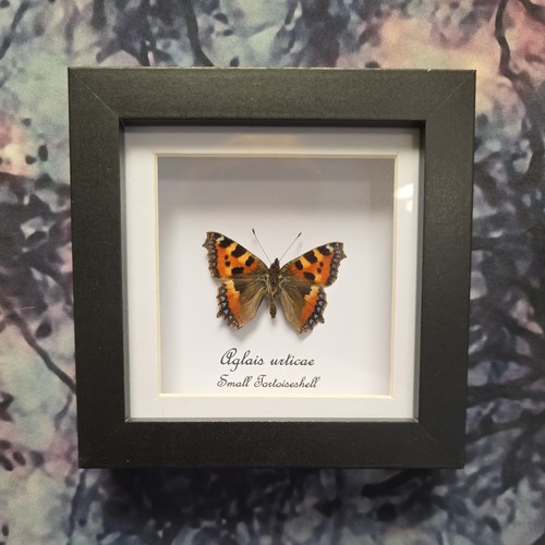 Small tortoiseshell butterfly - small,