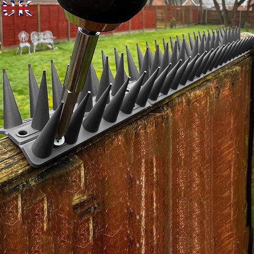 Bird spike for pigeon - bird,