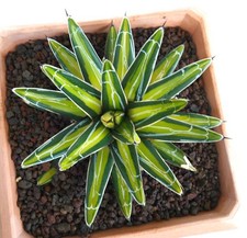 Agave victoriae-reginae