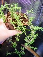 Senecio "Twinkle Little Star", String Of Stars Rare/ Unusual Potted House Plant