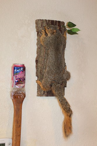 Taxidermy squirrel chipmunk - taxidermy,
