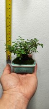 Miniature Chinese Rose (Thumb