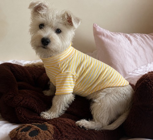 Set small dog - set, 3