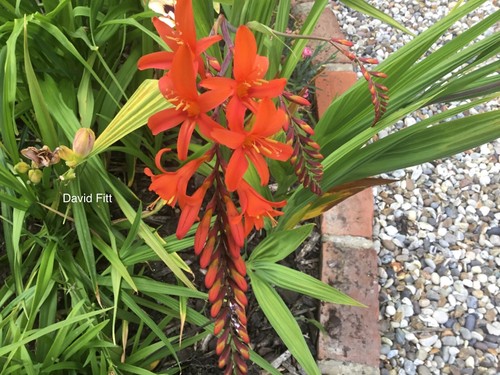 Crocosmia david fitt 4 - fitt,