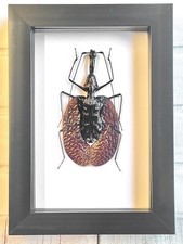 The Violin Beetle (Mormolyce phyllodes) Deep Box Frame Display Case Insect