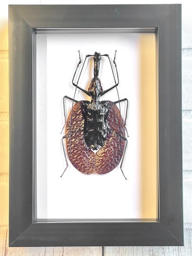 The violin beetle mormolyce - the, (mormolyce