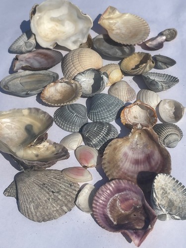 Mixed seashells from the - seashells,