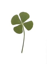 Real Four-Leaf Clover Natural Preserved Lucky Charm Single Plant Gift Token