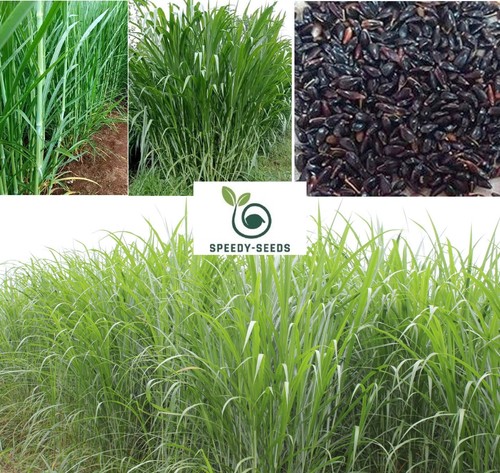 Super napier grass seeds - napier,