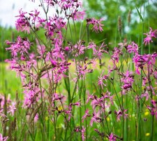 Lychnis flos cuculi ragged - lychnis, (ragged
