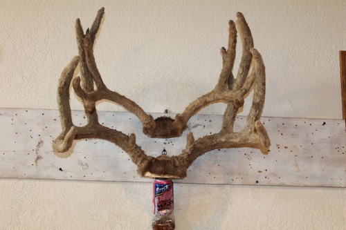 Mule deer mounts taxidermy - deer,