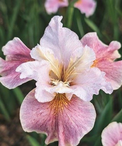 Iris sibirica fancy this - iris,