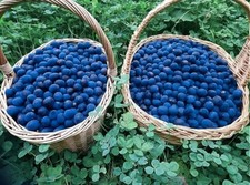 FRESHLY FROZEN, WILD, ORGANIC