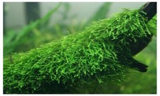 *BUY 2 GET 1 FREE* Java Moss