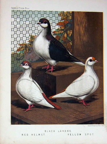 Old antique print 1874 pigeon - antique,
