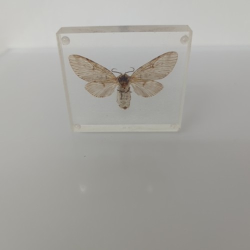 Small mounted butterfly - small,