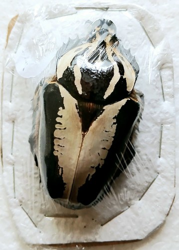 Goliathus regius hybrid - goliathus, *hybrid*