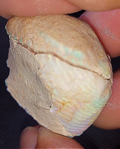 Huge opalised shell clam - opalised,