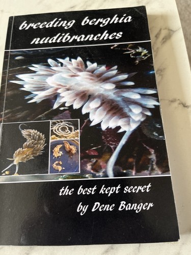 Breeding berghia nudibranches - berghia,