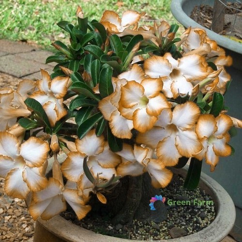 Seeds adenium desert rose - 2,