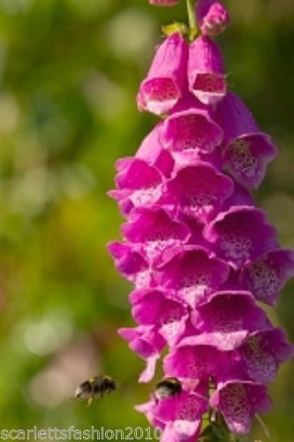 Foxglove wildflower digitalis - foxglove,